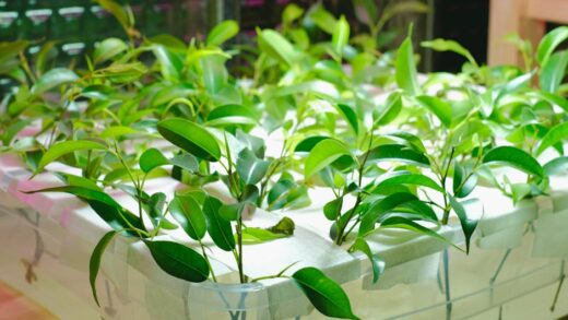 Fotó: Anna Shvets, Forrás: Pexels