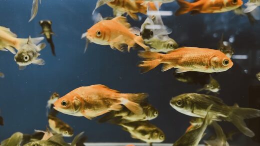 Illusztráció: Mehmet Turgut  Kirkgoz