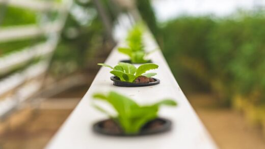 Illusztráció: Pragyan Bezbaruah