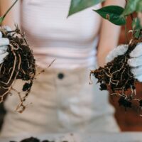 Illusztráció: Sasha  Kim