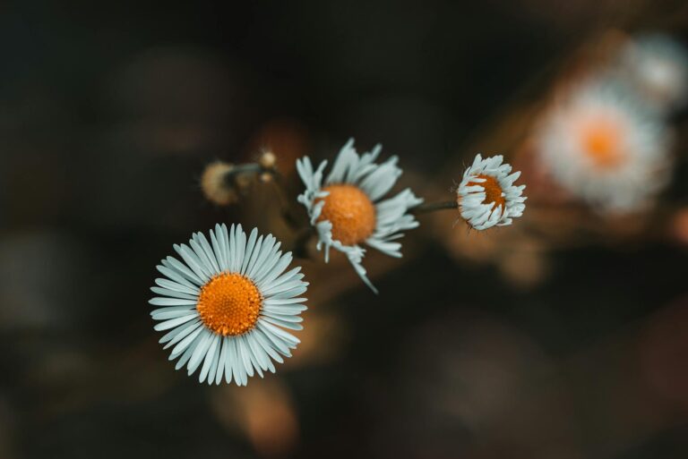 Miért érdemes minél több ehető virágot ültetni a díszkertbe?