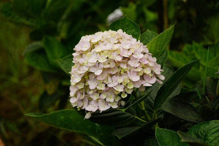 Így termeszthetünk biztonságosan ehető virágokat a saját kertünkben