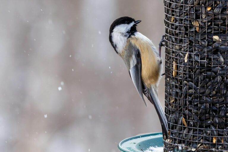 Így csalogathatunk több énekesmadarat a kertünkbe a hideg hónapokban