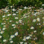 Miért érdemes idén a hagyományos gyep helyett vadvirágos rétet telepíteni?