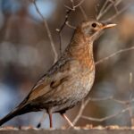 Hogyan kezdjünk bele a madármegfigyelésbe akár a saját ablakunkból is