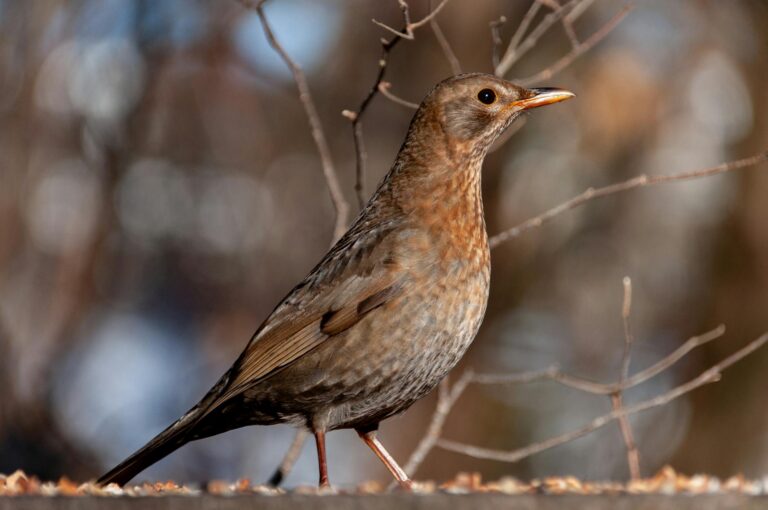 Hogyan kezdjünk bele a madármegfigyelésbe akár a saját ablakunkból is