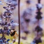 Így csalogathatunk több méhet és pillangót a kertünkbe